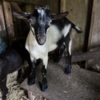 Sheep & Goats Alpine Goats for Sale