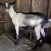 Sheep & Goats Alpine Goats for Sale