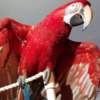 Macaw Green Wing