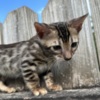 Bengal Brown black spotted bengal kitten