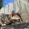 Bengal Brown black spotted bengal kitten