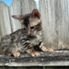 Bengal Brown black spotted bengal kitten