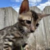 Bengal Brown black spotted bengal kitten