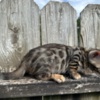 Bengal Brown black spotted bengal kitten