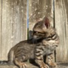 Bengal Brown black spotted bengal kitten