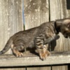 Bengal Brown black spotted bengal kitten