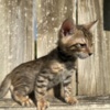 Bengal Brown black spotted bengal kitten