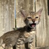 Bengal Brown black spotted bengal kitten