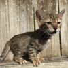 Bengal Brown black spotted bengal kitten