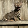 Bengal Brown black spotted bengal kitten