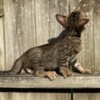 Bengal Brown black spotted bengal kitten