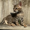 Bengal Brown black spotted bengal kitten