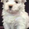 Maltese 3 females pure Maltese puppies