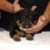 Rottweiler World Class AKC European Rottweiler Puppies
