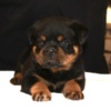 Rottweiler World Class AKC European Rottweiler Puppies