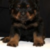 Rottweiler World Class AKC European Rottweiler Puppies