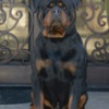 Rottweiler World Class AKC European Rottweiler Puppies