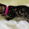 Bengal Lovely Bengal Kittens