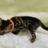 Bengal Lovely Bengal Kittens