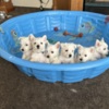 West Highland White Terrier AKC Westie Puppies - READY NOW