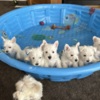 West Highland White Terrier AKC Westie Puppies - READY NOW
