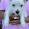 West Highland White Terrier AKC Westie Puppies - READY NOW