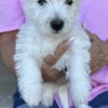 West Highland White Terrier AKC Westie Puppies - READY NOW