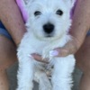 West Highland White Terrier AKC Westie Puppies - READY NOW