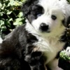 Miniature American Shepherd Rocky Top Kennels