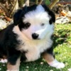 Miniature American Shepherd Rocky Top Kennels