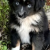 Miniature American Shepherd Rocky Top Kennels