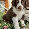 Miniature American Shepherd Rocky Top Kennels