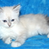 Siberian Beautiful Pure Siberian Kittens ( Neva Masquerade )