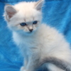 Siberian Beautiful Pure Siberian Kittens ( Neva Masquerade )