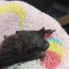 Other exotic animals Baby Evening Bat for sale