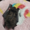 Other exotic animals Baby Evening Bat for sale
