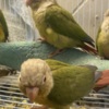 Conure Cinnamon Greencheek Conure