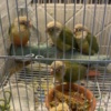 Conure Cinnamon Greencheek Conure