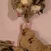 Miniature American Shepherd Mini Aussie and MAS