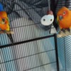 Conure 2 Sun Conures and accessories