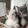 Russian Blue Fluffy Russian Blue/Maine Coon Kittens