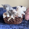 Russian Blue Fluffy Russian Blue/Maine Coon Kittens