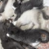 Russian Blue Fluffy Russian Blue/Maine Coon Kittens
