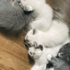 Russian Blue Fluffy Russian Blue/Maine Coon Kittens