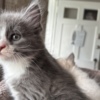 Russian Blue Fluffy Russian Blue/Maine Coon Kittens