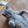 British Shorthair British Shorthair kitten