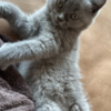 British Shorthair British Shorthair kitten