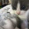 American Shorthair Grey Kitten