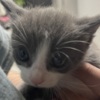 American Shorthair Grey Kitten