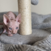 Sphynx Adorable, Cream Male Sphynx Kitten - Ready to Leave!